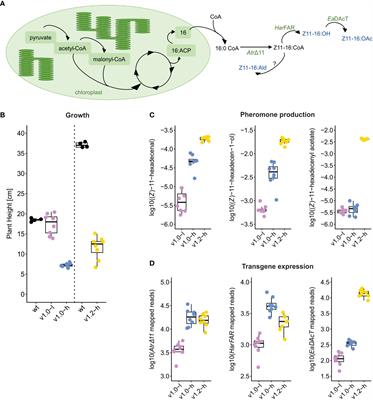 Transcriptional deregulation of stress-growth balance in Nicotiana benthamiana biofactories producing insect sex pheromones